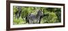 Awesome South Africa Collection Panoramic - Zebra-Philippe Hugonnard-Framed Photographic Print