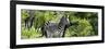 Awesome South Africa Collection Panoramic - Zebra-Philippe Hugonnard-Framed Photographic Print