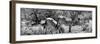 Awesome South Africa Collection Panoramic - Zebras Africa B&W-Philippe Hugonnard-Framed Photographic Print