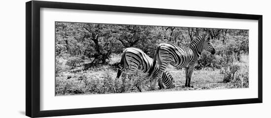 Awesome South Africa Collection Panoramic - Zebras Africa B&W-Philippe Hugonnard-Framed Photographic Print