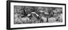 Awesome South Africa Collection Panoramic - Zebras Africa B&W-Philippe Hugonnard-Framed Photographic Print