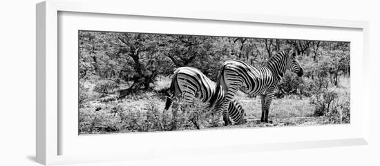 Awesome South Africa Collection Panoramic - Zebras Africa B&W-Philippe Hugonnard-Framed Photographic Print