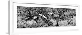 Awesome South Africa Collection Panoramic - Zebras Africa B&W-Philippe Hugonnard-Framed Photographic Print