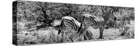 Awesome South Africa Collection Panoramic - Zebras Africa B&W-Philippe Hugonnard-Stretched Canvas