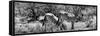 Awesome South Africa Collection Panoramic - Zebras Africa B&W-Philippe Hugonnard-Framed Stretched Canvas