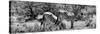 Awesome South Africa Collection Panoramic - Zebras Africa B&W-Philippe Hugonnard-Stretched Canvas