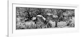 Awesome South Africa Collection Panoramic - Zebras Africa B&W-Philippe Hugonnard-Framed Photographic Print