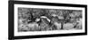 Awesome South Africa Collection Panoramic - Zebras Africa B&W-Philippe Hugonnard-Framed Photographic Print