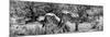 Awesome South Africa Collection Panoramic - Zebras Africa B&W-Philippe Hugonnard-Mounted Photographic Print