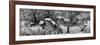 Awesome South Africa Collection Panoramic - Zebras Africa B&W-Philippe Hugonnard-Framed Photographic Print