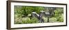 Awesome South Africa Collection Panoramic - Zebras Africa-Philippe Hugonnard-Framed Photographic Print