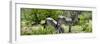 Awesome South Africa Collection Panoramic - Zebras Africa-Philippe Hugonnard-Framed Photographic Print