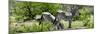 Awesome South Africa Collection Panoramic - Zebras Africa-Philippe Hugonnard-Mounted Photographic Print