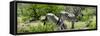 Awesome South Africa Collection Panoramic - Zebras Africa-Philippe Hugonnard-Framed Stretched Canvas