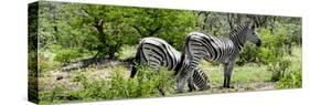 Awesome South Africa Collection Panoramic - Zebras Africa-Philippe Hugonnard-Stretched Canvas