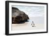 Awesome South Africa Collection - Penguin at Boulders Beach II-Philippe Hugonnard-Framed Photographic Print