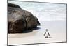 Awesome South Africa Collection - Penguin at Boulders Beach II-Philippe Hugonnard-Mounted Photographic Print