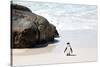 Awesome South Africa Collection - Penguin at Boulders Beach II-Philippe Hugonnard-Stretched Canvas