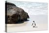 Awesome South Africa Collection - Penguin at Boulders Beach II-Philippe Hugonnard-Stretched Canvas
