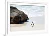 Awesome South Africa Collection - Penguin at Boulders Beach II-Philippe Hugonnard-Framed Photographic Print