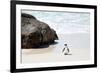 Awesome South Africa Collection - Penguin at Boulders Beach II-Philippe Hugonnard-Framed Photographic Print