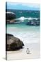 Awesome South Africa Collection - Penguin at Boulders Beach-Philippe Hugonnard-Stretched Canvas