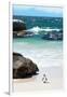 Awesome South Africa Collection - Penguin at Boulders Beach-Philippe Hugonnard-Framed Photographic Print