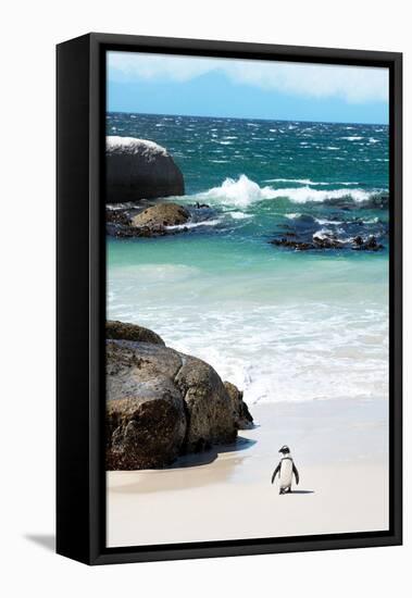 Awesome South Africa Collection - Penguin at Boulders Beach-Philippe Hugonnard-Framed Stretched Canvas