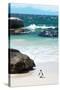 Awesome South Africa Collection - Penguin at Boulders Beach-Philippe Hugonnard-Stretched Canvas