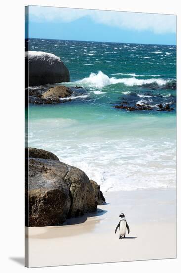 Awesome South Africa Collection - Penguin at Boulders Beach-Philippe Hugonnard-Stretched Canvas