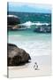 Awesome South Africa Collection - Penguin at Boulders Beach-Philippe Hugonnard-Stretched Canvas