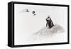 Awesome South Africa Collection - Penguin Lovers II-Philippe Hugonnard-Framed Stretched Canvas