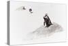 Awesome South Africa Collection - Penguin Lovers II-Philippe Hugonnard-Stretched Canvas