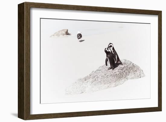 Awesome South Africa Collection - Penguin Lovers II-Philippe Hugonnard-Framed Photographic Print