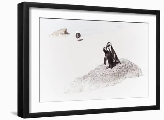 Awesome South Africa Collection - Penguin Lovers II-Philippe Hugonnard-Framed Photographic Print