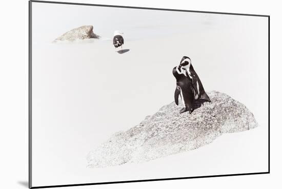 Awesome South Africa Collection - Penguin Lovers II-Philippe Hugonnard-Mounted Photographic Print