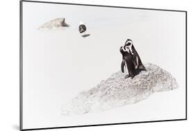 Awesome South Africa Collection - Penguin Lovers II-Philippe Hugonnard-Mounted Photographic Print