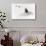 Awesome South Africa Collection - Penguin Lovers II-Philippe Hugonnard-Photographic Print displayed on a wall