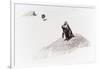 Awesome South Africa Collection - Penguin Lovers II-Philippe Hugonnard-Framed Photographic Print
