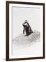 Awesome South Africa Collection - Penguin Lovers IV-Philippe Hugonnard-Framed Premium Photographic Print