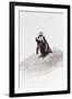 Awesome South Africa Collection - Penguin Lovers IV-Philippe Hugonnard-Framed Premium Photographic Print