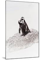 Awesome South Africa Collection - Penguin Lovers IV-Philippe Hugonnard-Mounted Premium Photographic Print