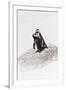 Awesome South Africa Collection - Penguin Lovers IV-Philippe Hugonnard-Framed Photographic Print