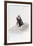 Awesome South Africa Collection - Penguin Lovers IV-Philippe Hugonnard-Framed Photographic Print