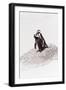 Awesome South Africa Collection - Penguin Lovers IV-Philippe Hugonnard-Framed Photographic Print