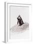 Awesome South Africa Collection - Penguin Lovers IV-Philippe Hugonnard-Framed Photographic Print