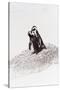 Awesome South Africa Collection - Penguin Lovers IV-Philippe Hugonnard-Stretched Canvas