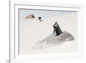 Awesome South Africa Collection - Penguin Lovers-Philippe Hugonnard-Framed Photographic Print