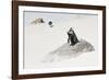 Awesome South Africa Collection - Penguin Lovers-Philippe Hugonnard-Framed Photographic Print