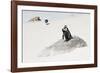 Awesome South Africa Collection - Penguin Lovers-Philippe Hugonnard-Framed Photographic Print